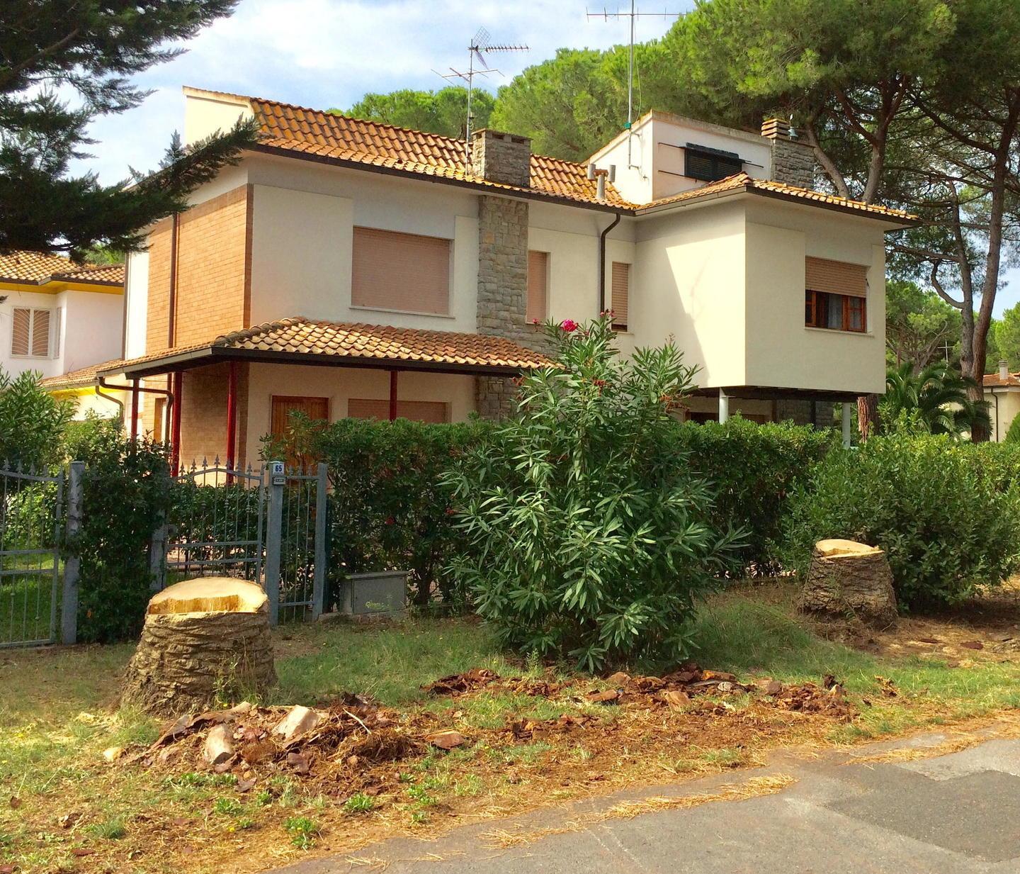 Sono iniziati i lavori per l’abbattimento delle 52 palme di Castagneto colpite da punteruolo rosso 