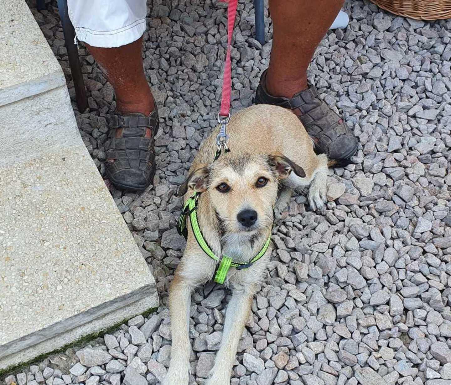 Fugge dall’auto all’imbarco sul traghetto cagnetta ritrovata dai volontari a Olbia 
