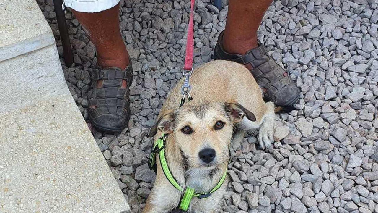 Fugge dall’auto all’imbarco sul traghetto cagnetta ritrovata dai volontari a Olbia