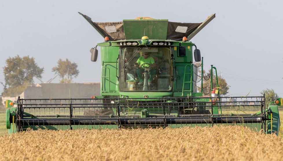 Il fuoco come alleato contro la maculatura Spazio al pirodiserbo