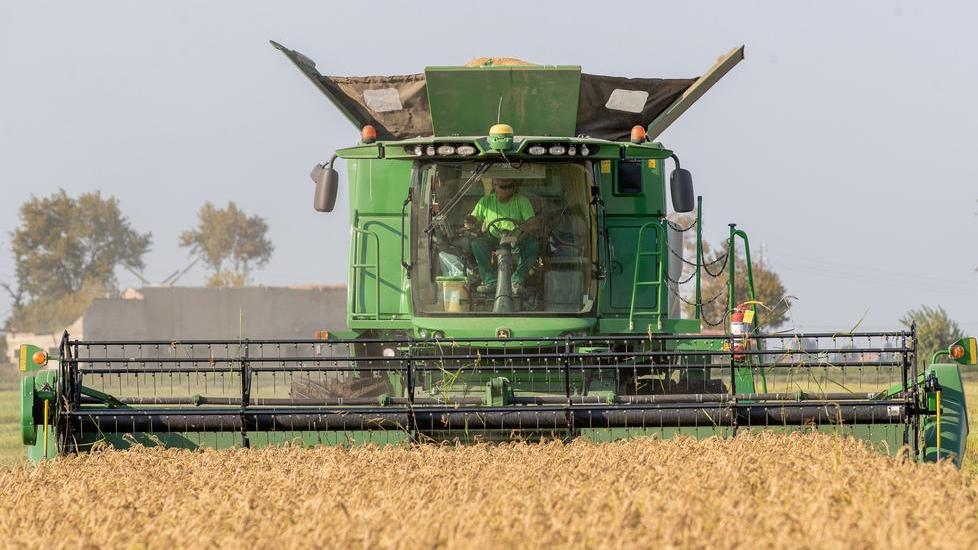 Il fuoco come alleato contro la maculatura Spazio al pirodiserbo