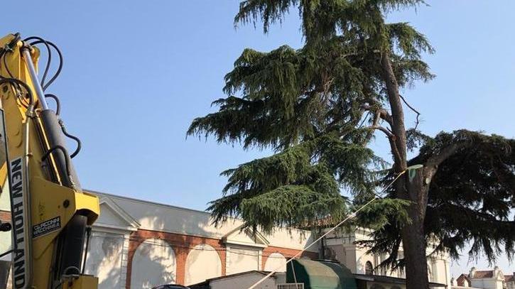 Cedro danneggiato da ripristinare Ultimo test di trazione