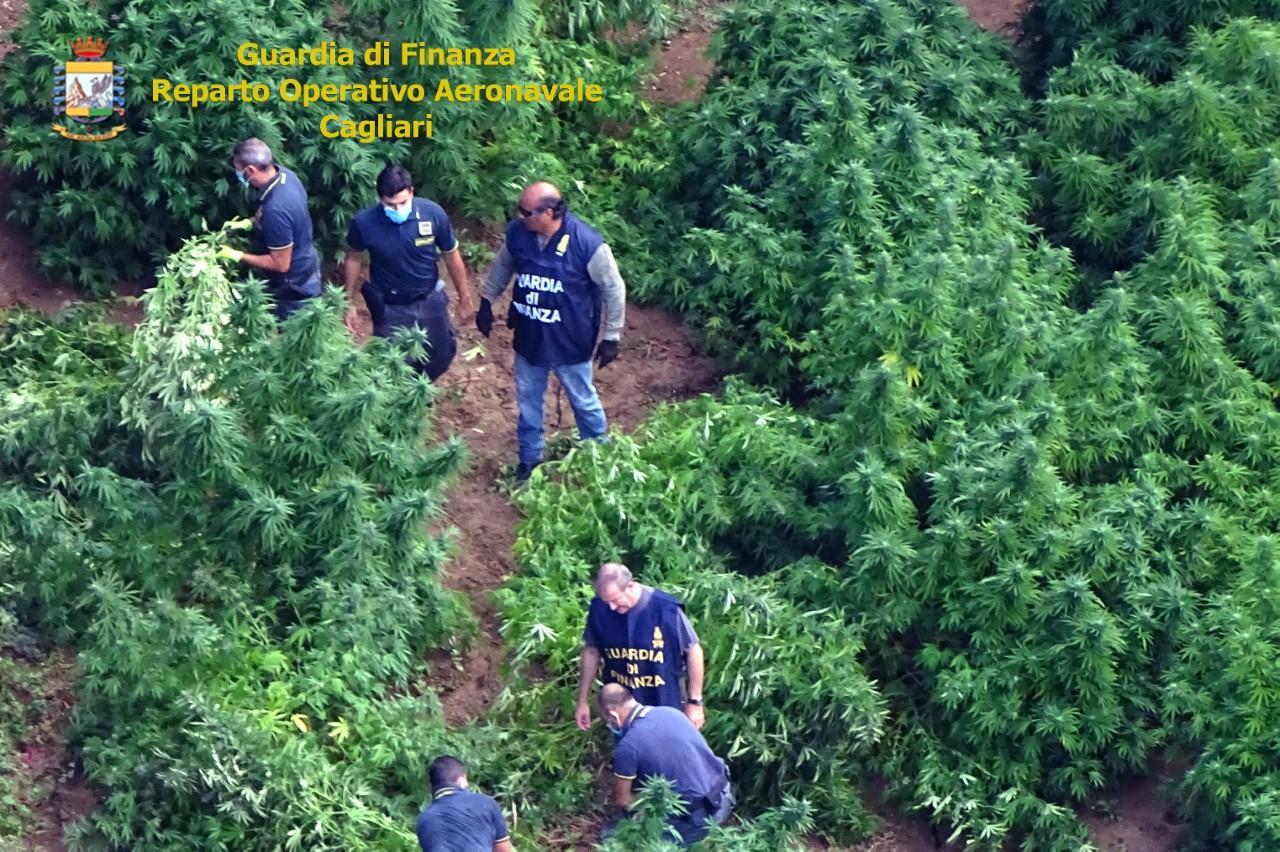 Donori, coltivava marjiuana nel suo terreno: arrestato allevatore 
