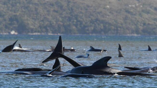 Centinaia di balene bloccate in Tasmania