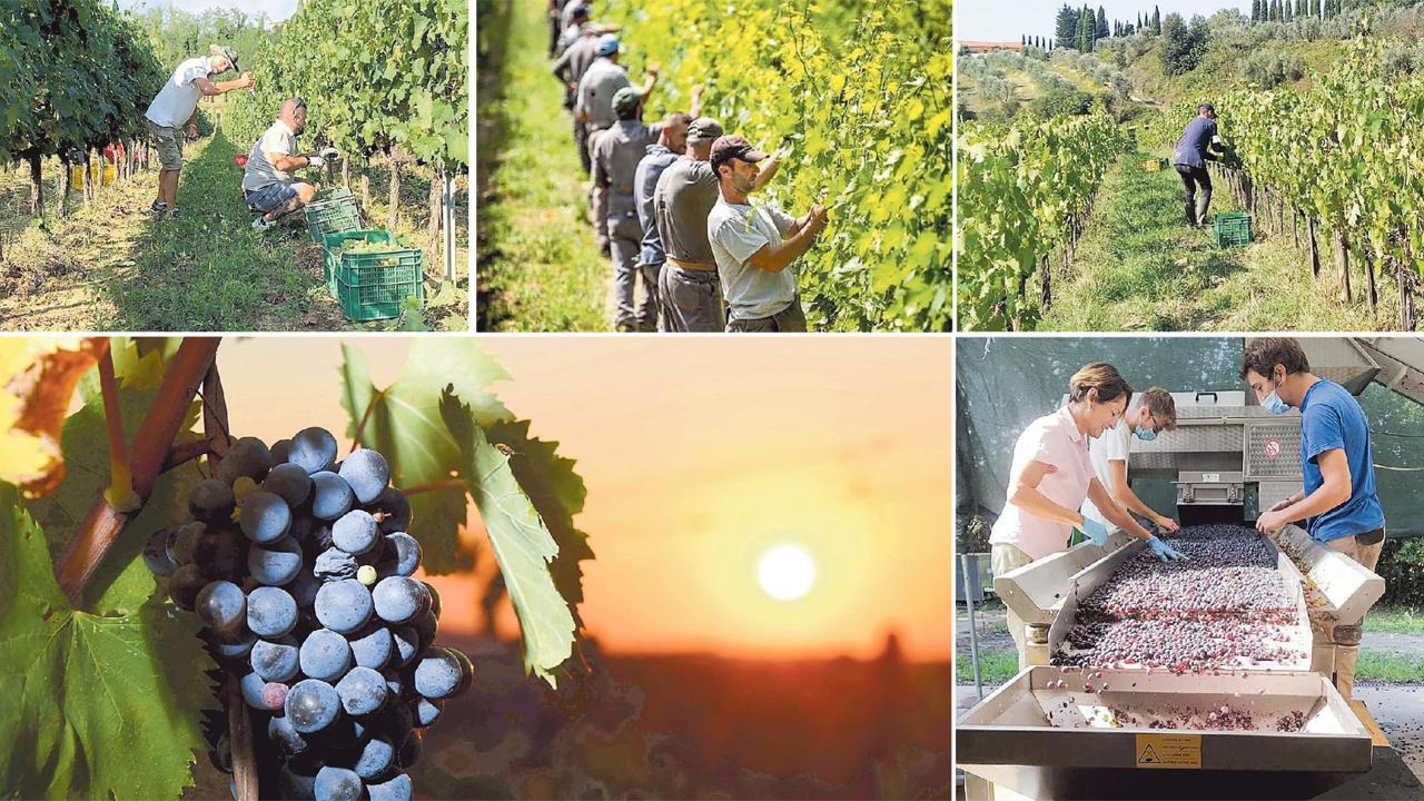 Poco vino, ma ottimo: la vendemmia 2020 regala alle aziende il riscatto post Covid