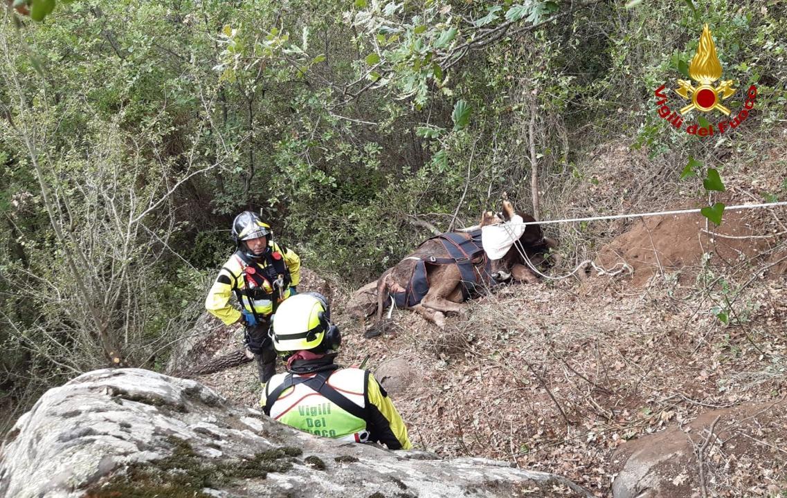 Bovino in un dirupo a Foresta Burgos, salvato con l'elicottero dei vigili del fuoco