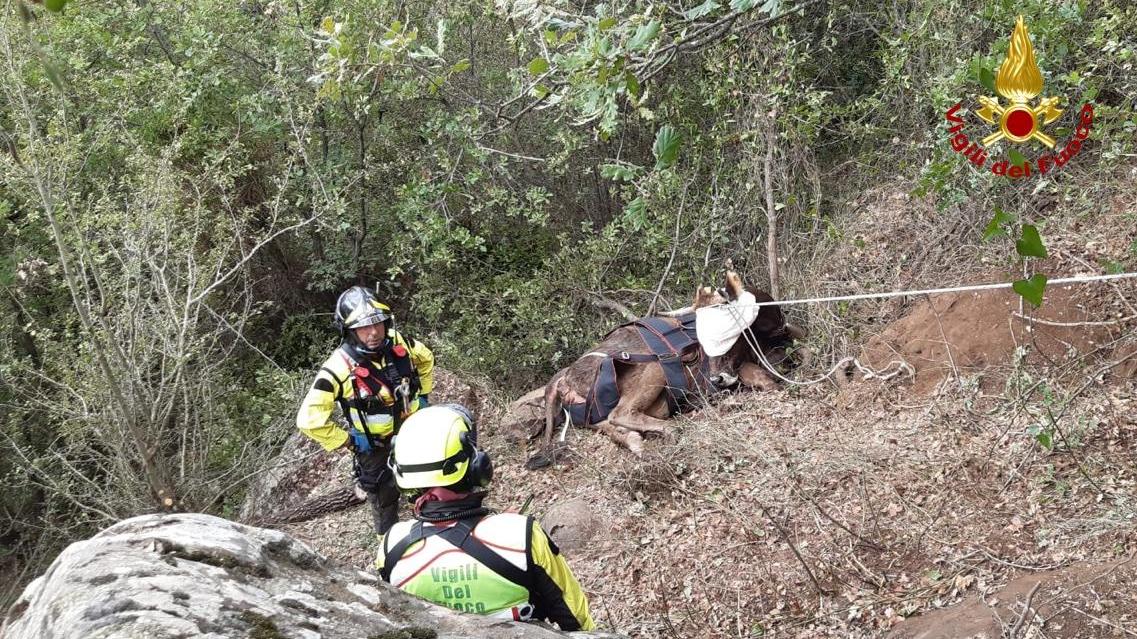 Bovino in un dirupo a Foresta Burgos, salvato con l'elicottero dei vigili del fuoco