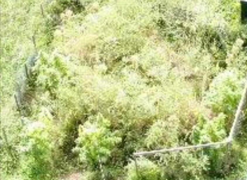 Barman patteggia un anno Nell’orto con i pomodori c’erano piante di marijuana 
