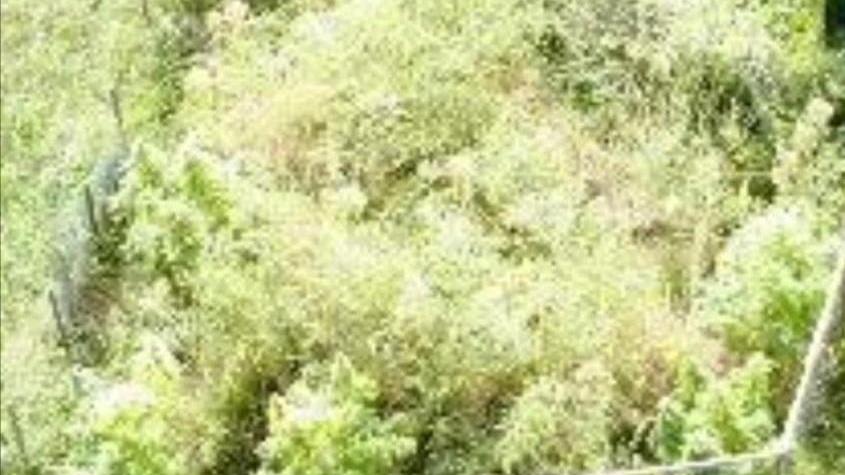 Barman patteggia un anno Nell’orto con i pomodori c’erano piante di marijuana