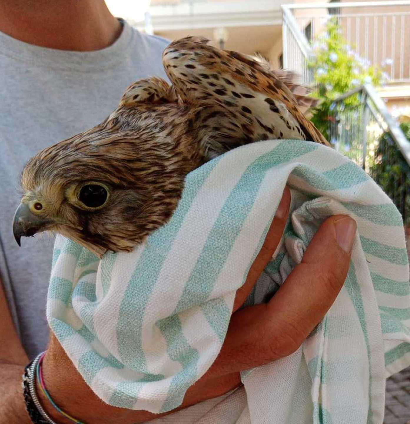 Sos animali Salvato un giovane gheppio 