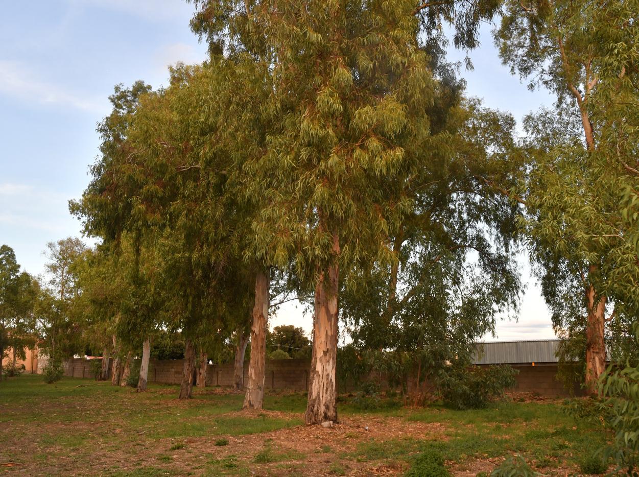 L’appello: «Non tagliate quegli alberi» 