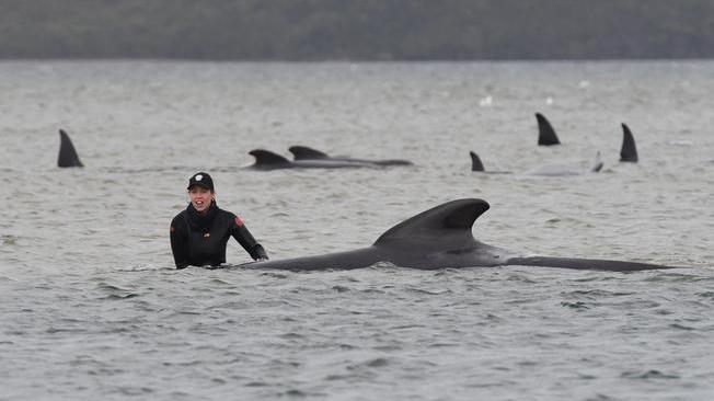 Altre 200 balene spiaggiate in Tasmania, sono quasi 500