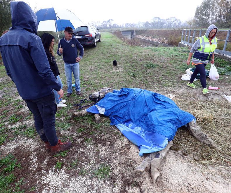 Cavalli morti e abbandonati a Valle Lepri, il giudice boccia la richiesta di sanzione: «Si faccia il processo» 