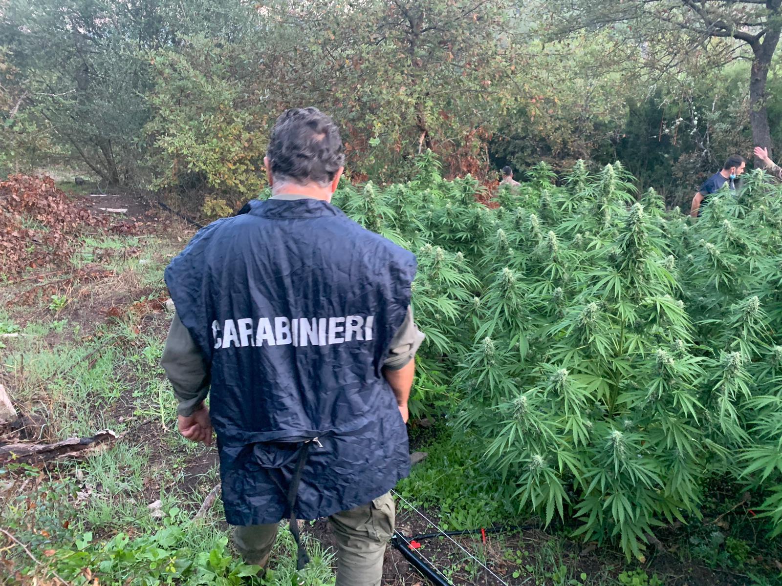 Oltre un migliaio di piante di marijuana sequestrate nell'Oristanese 