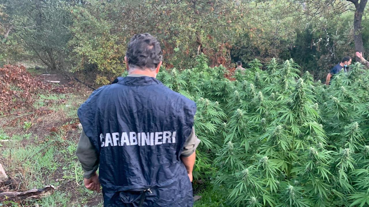 Oltre un migliaio di piante di marijuana sequestrate nell'Oristanese 