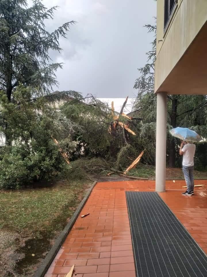 L'albero colpito dal fulmine