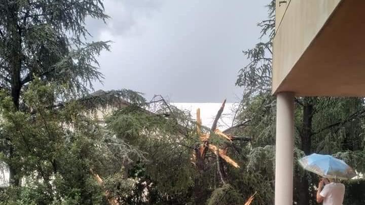 L'albero colpito dal fulmine