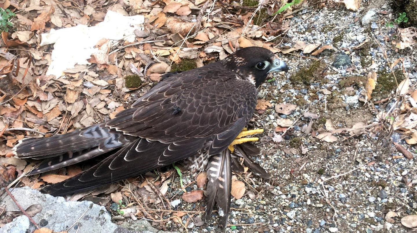 Il falco pellegrino recuperato dalla veterinaria