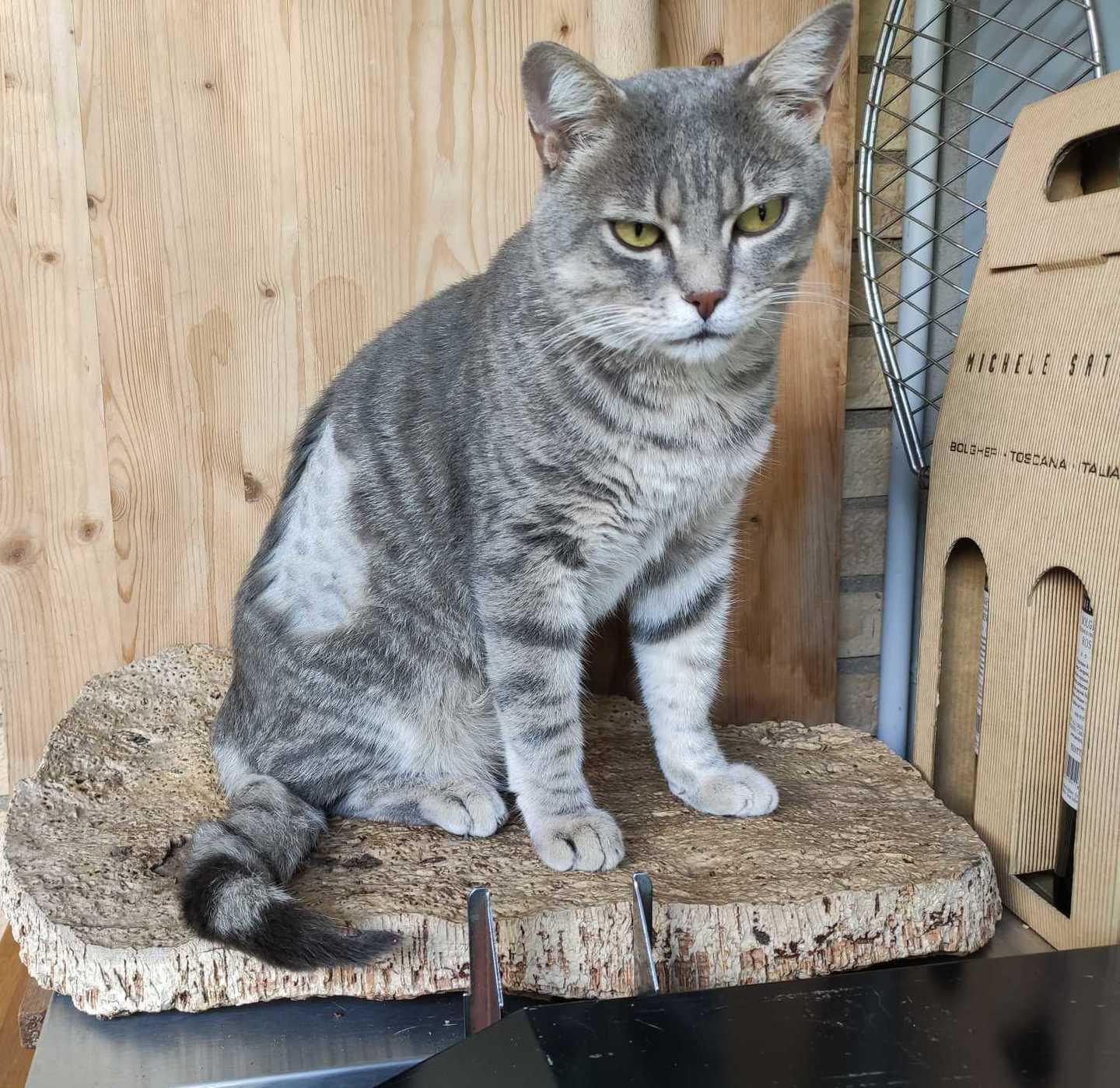 Gatto ferito con i pallini di piombo 