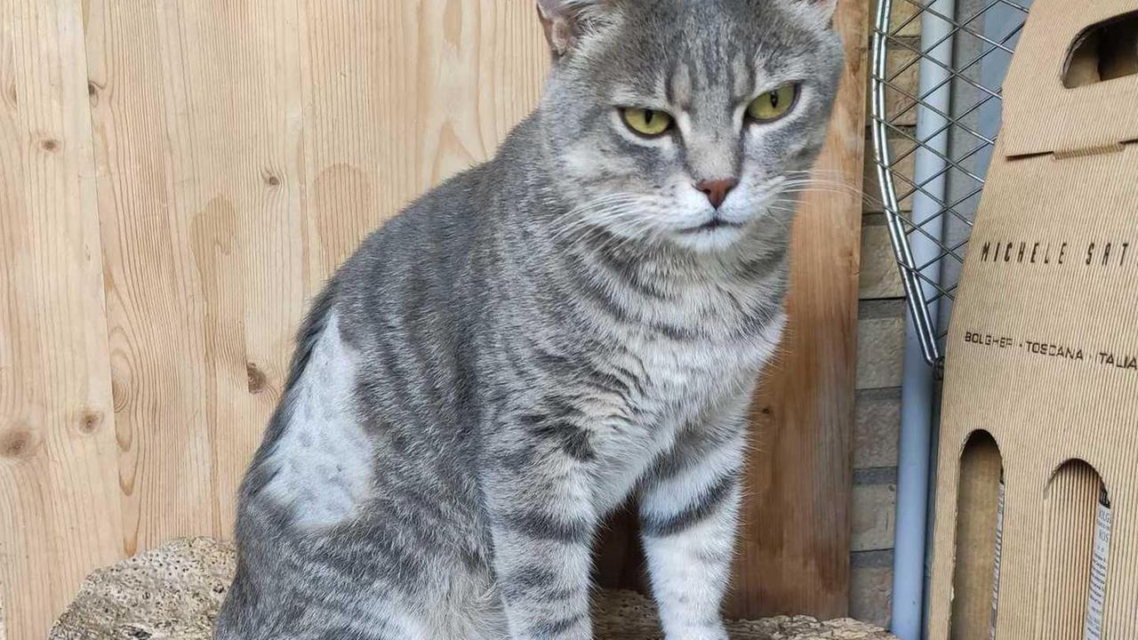 Gatto ferito con i pallini di piombo