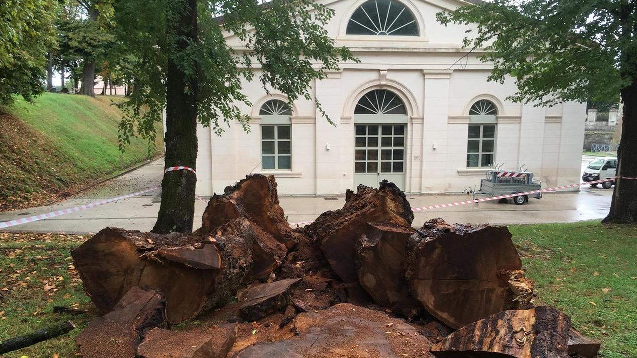 L’addio di Calabrese all’ultimo olmo che rinfrescava i lucchesi dal Settecento