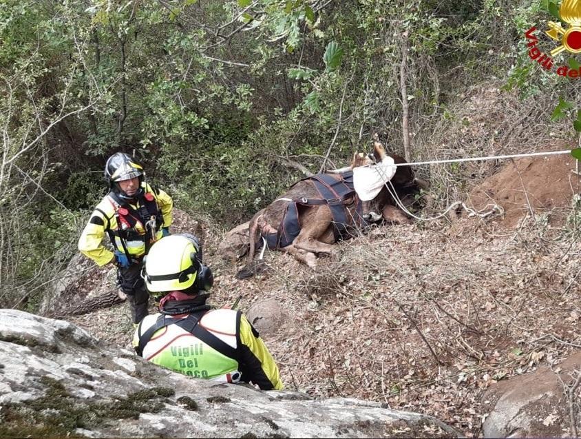 Bovino finisce in un dirupo salvato dai vigili del fuoco