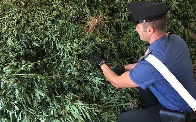 Serra per la marijuana collegata alla rete pubblica 