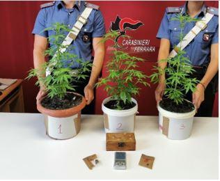 Comacchio. Aveva tre piante di marijuana in casa: arrestato dai carabinieri
