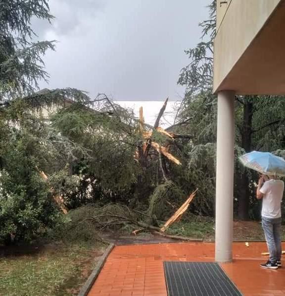 Un albero diviso in due da un fulmine a San Giorgio