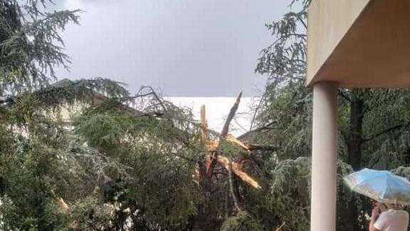 Un albero diviso in due da un fulmine a San Giorgio
