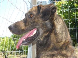 Cani randagi, sì alle nuove linee guida 