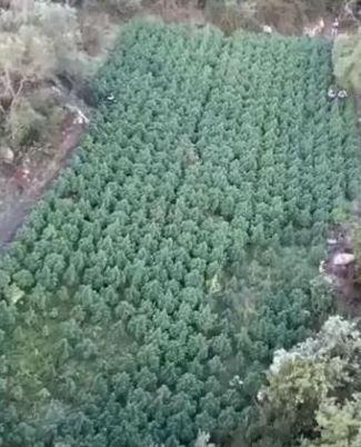 Passeggia col cane e scopre mega campo di cannabis 