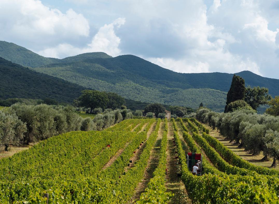 Ecco le Serre Nuove della tenuta Ornellaia pronta l’annata 2018 