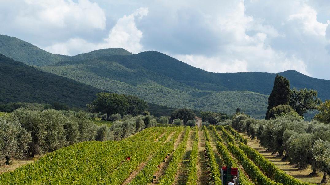 Ecco le Serre Nuove della tenuta Ornellaia pronta l’annata 2018