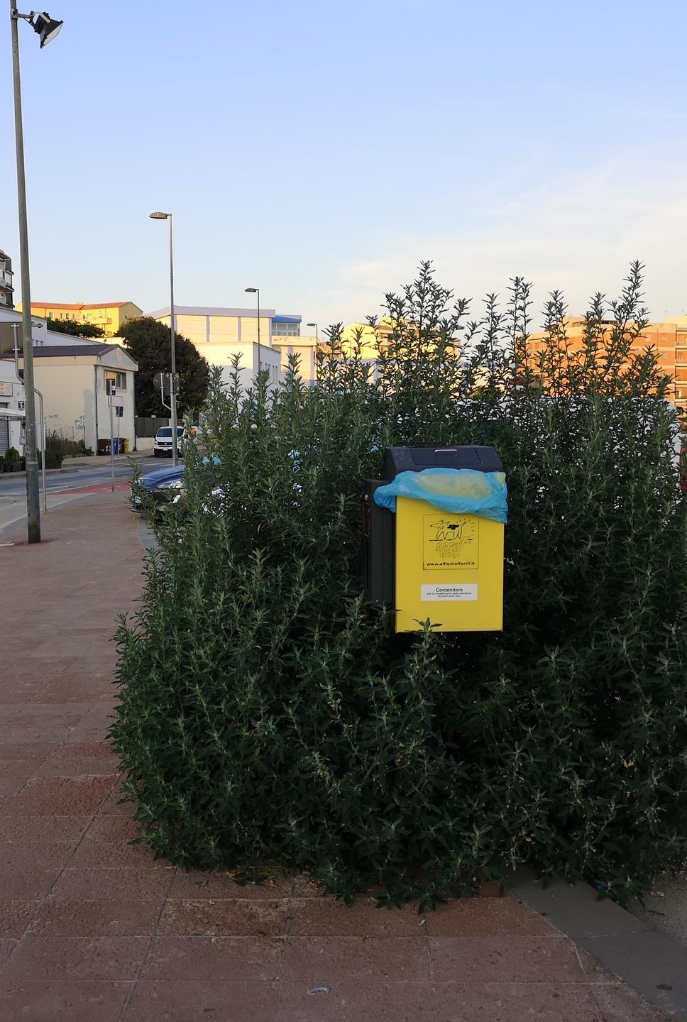 Una pianta infestante invade il Lungomare