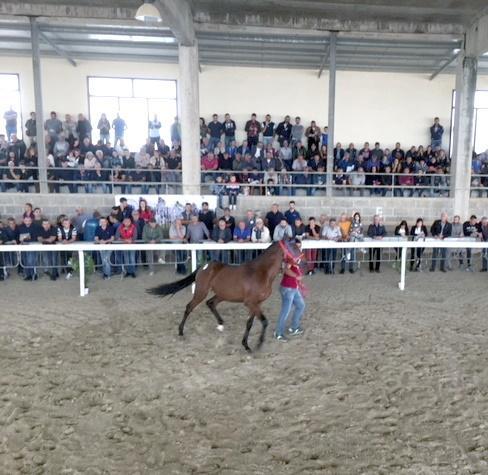 Ritorna la Fiera dell’anglo arabo 