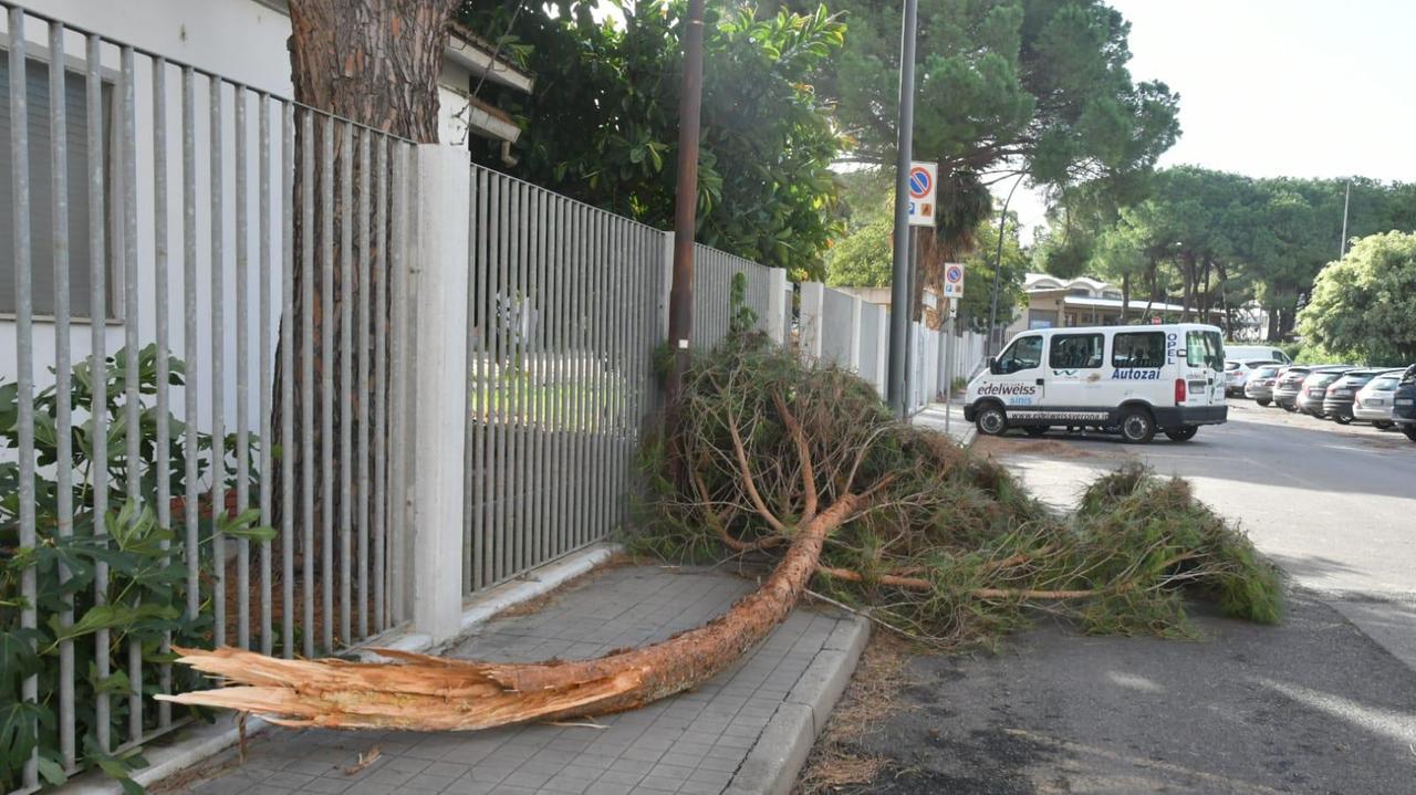 Vento a Oristano, l'albero di una scuola si abbatte sulla strada