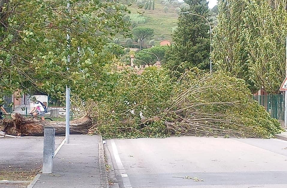 Grosso albero sulla strada abbattuto dal vento
