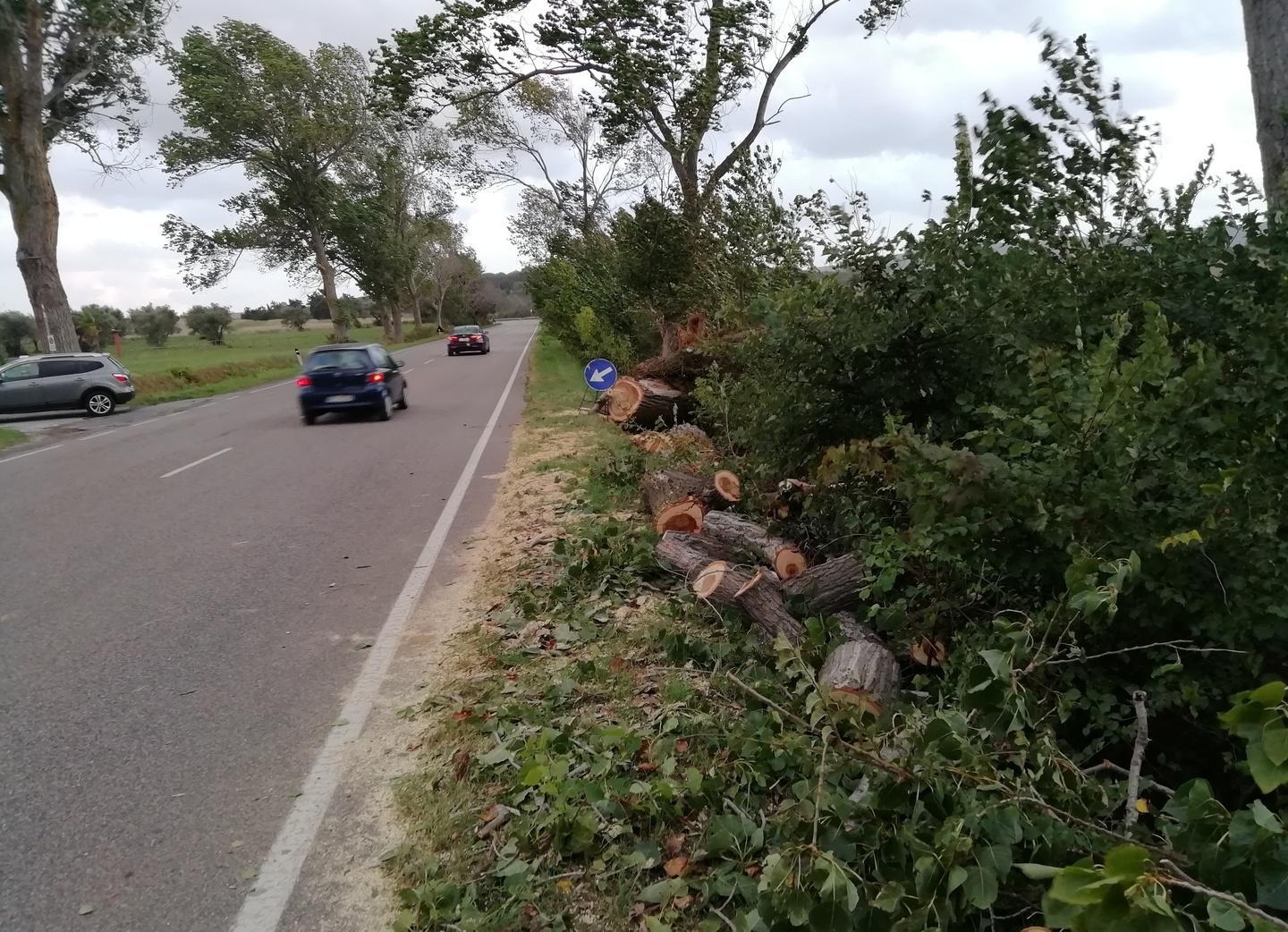 Albero cade sull’auto, donna rischia un braccio 
