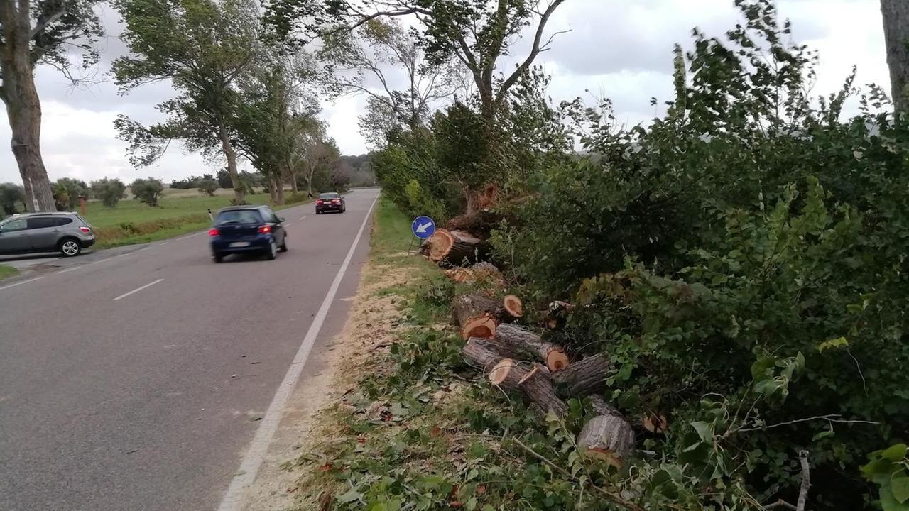 Albero cade sull’auto, donna rischia un braccio