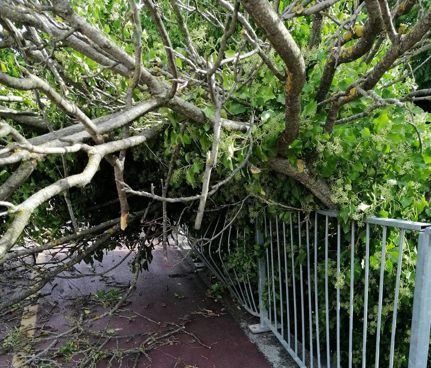 Grosso albero si abbatte sul Lungo Fermulla