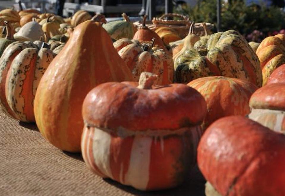 Weekend al parco dei Salici la zucca di nuovo protagonista 