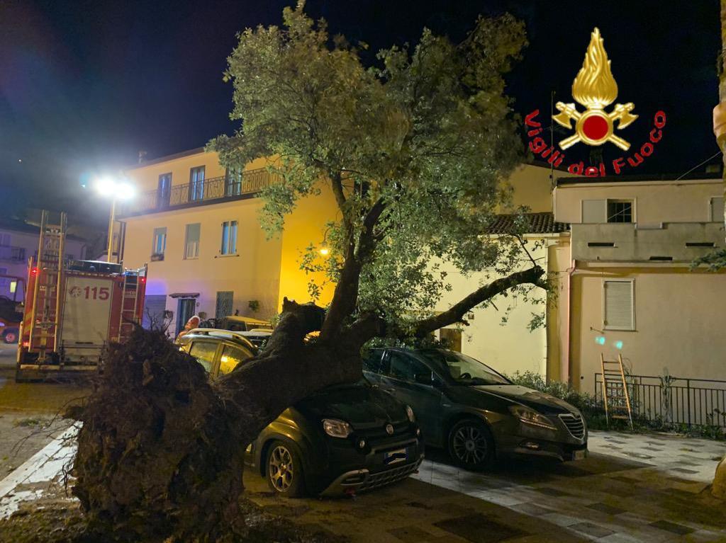 Un albero crollato sulle auto a Gadoni