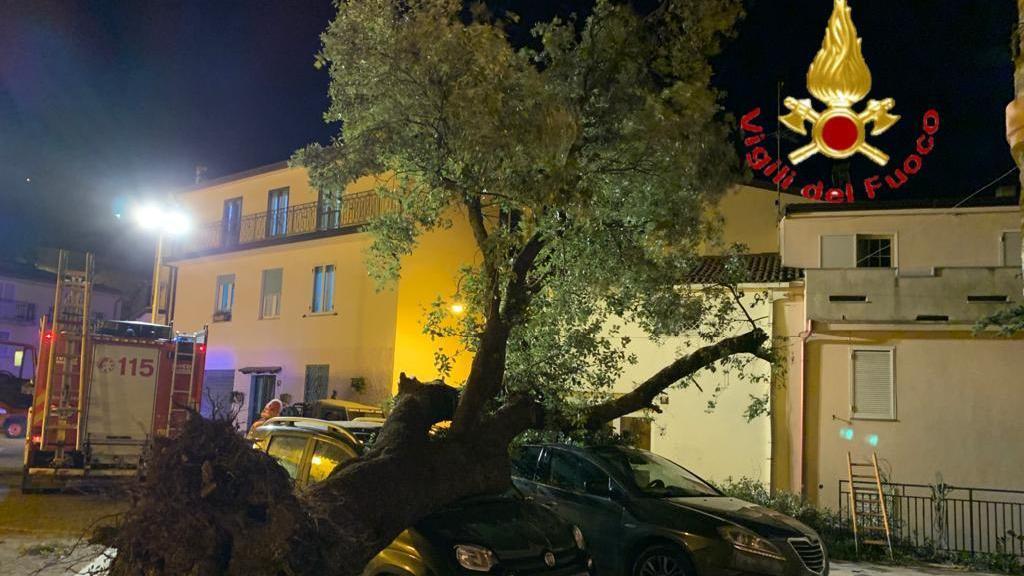 Un albero crollato sulle auto a Gadoni