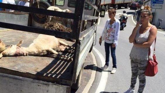 Portò le pecore agonizzanti in piazza. Allevatore assolto