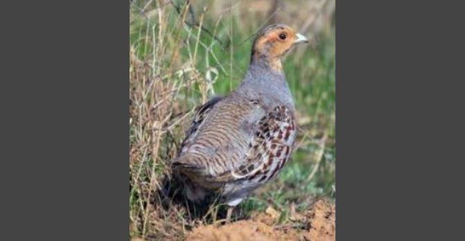 Comacchio, ormai estinta “rinascerà” nel Mezzano la specie starna italica 