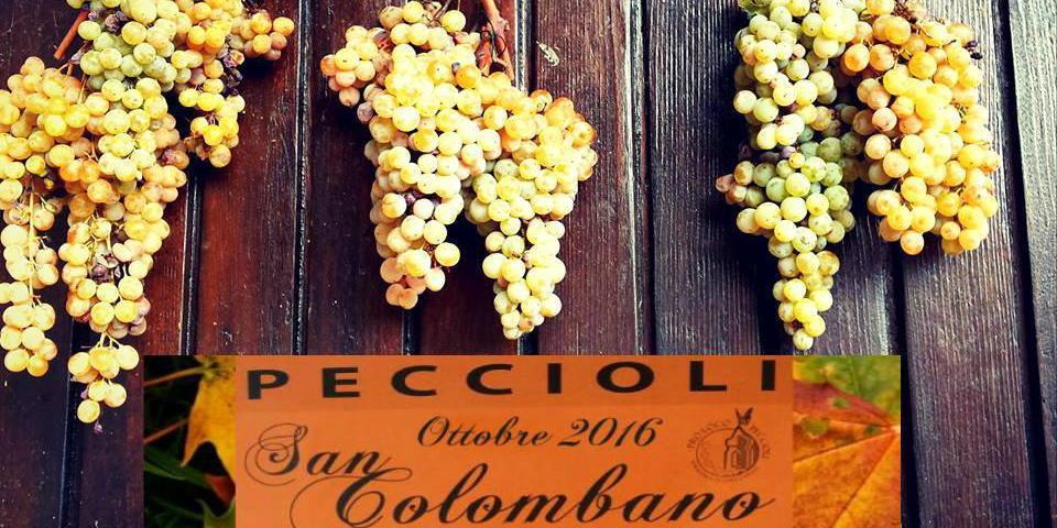 Un progetto per salvare l'uva Colombana di Peccioli