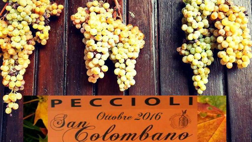 Un progetto per salvare l'uva Colombana di Peccioli