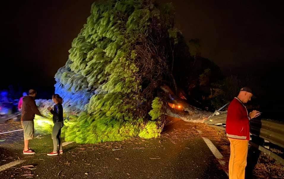 Albero sulla carreggiata in via Po