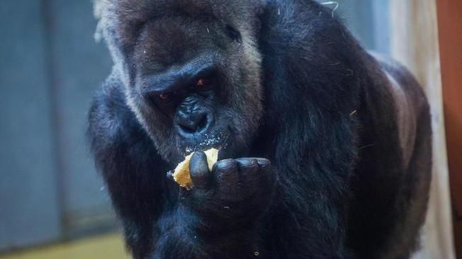 Guardiana attaccato da un gorilla allo zoo di Madrid, è grave 